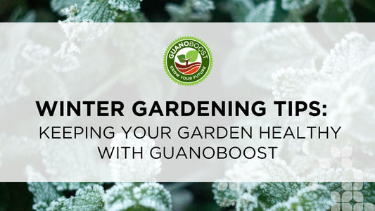 Winter Gardening Tips: Keeping Your Garden Healthy with GuanoBoost