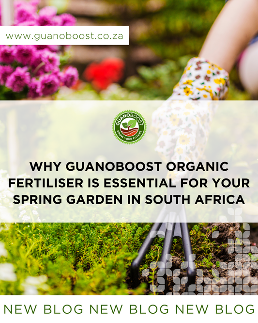 Why GuanoBoost Organic Fertiliser is Essential for Your Spring Garden in South Africa