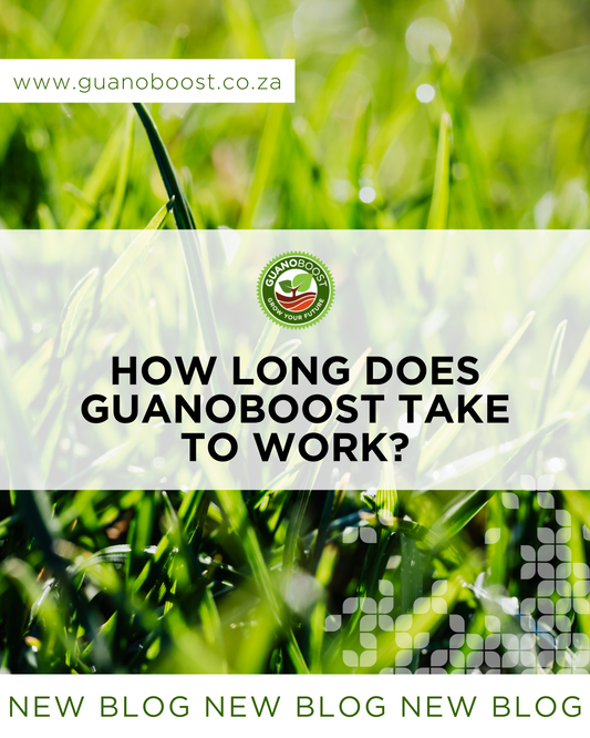 How Long Does GuanoBoost Take to Work?