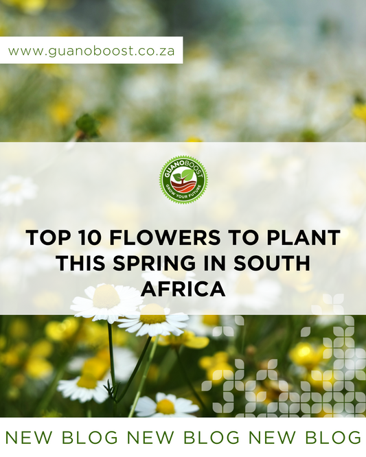 Top 10 Flowers to Plant This Spring in South Africa