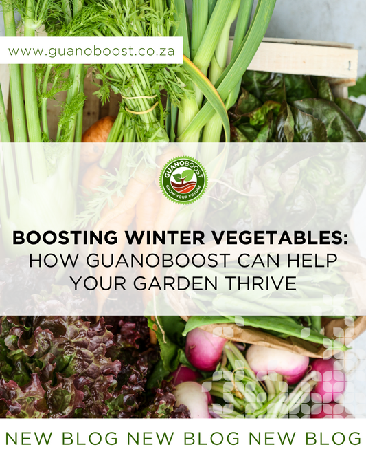 Boosting Winter Vegetables: How GuanoBoost Can Help Your Garden Thrive