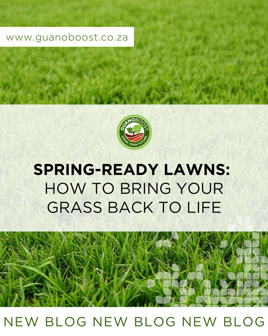 Spring-Ready Lawns: How to Bring Your Grass Back to Life