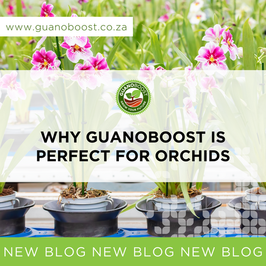 Why GuanoBoost is Perfect for Orchids