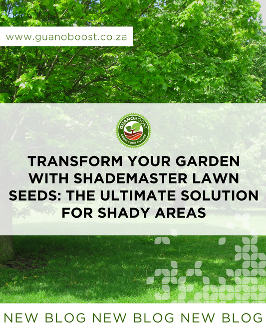 Transform Your Garden with ShadeMaster Lawn Seeds: The Ultimate Solution for Shady Areas