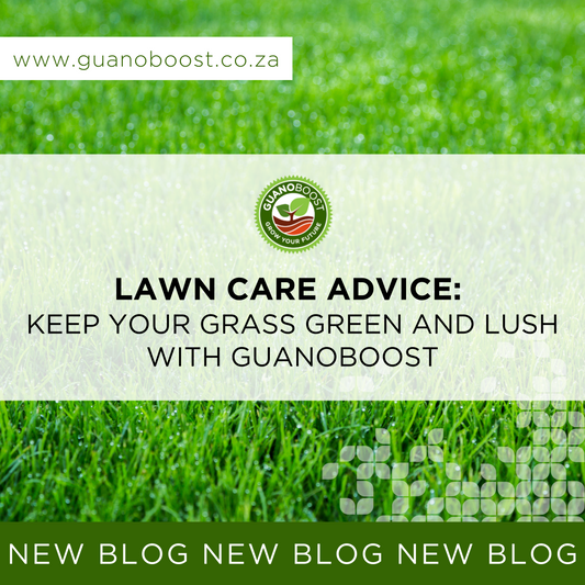 Lawn Care Advice: Keep Your Grass Green and Lush with GuanoBoost