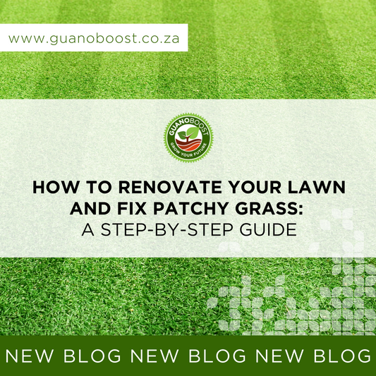 How to Renovate Your Lawn and Fix Patchy Grass: A Step-by-Step Guide