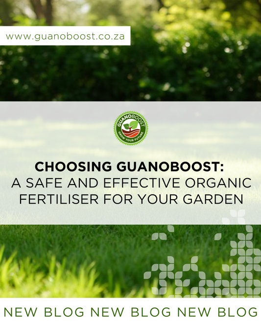 Choosing GuanoBoost: A Safe and Effective Organic Fertiliser for Your Garden