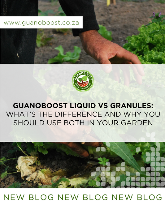 GuanoBoost Liquid vs Granules: What's the Difference and Why You Should Use Both in Your Garden