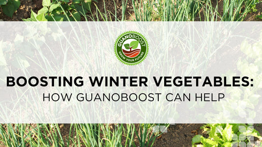 Boosting Winter Vegetables: How GuanoBoost Can Help