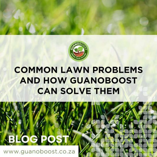 Common Lawn Problems and How GuanoBoost Can Solve Them - GuanoBoost