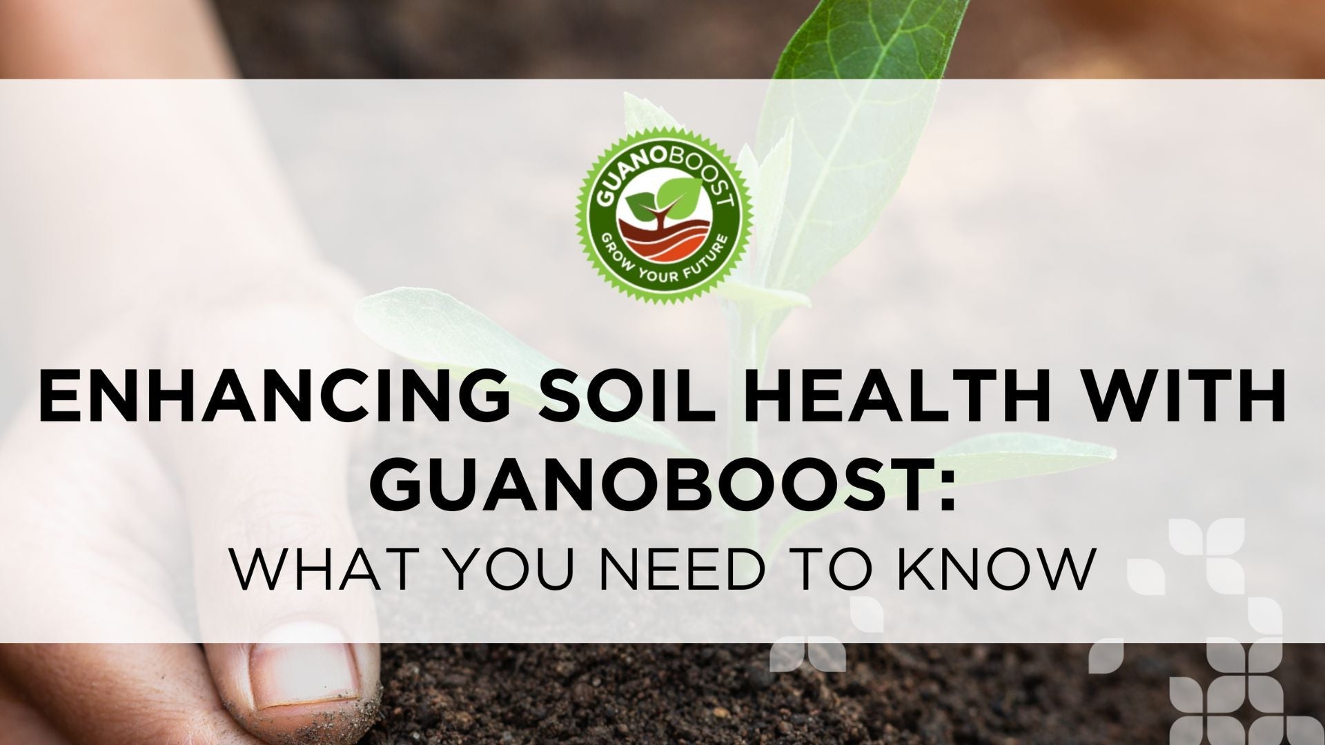 Enhancing Soil Health with GuanoBoost: What You Need to Know for Luscious Lawn - GuanoBoost