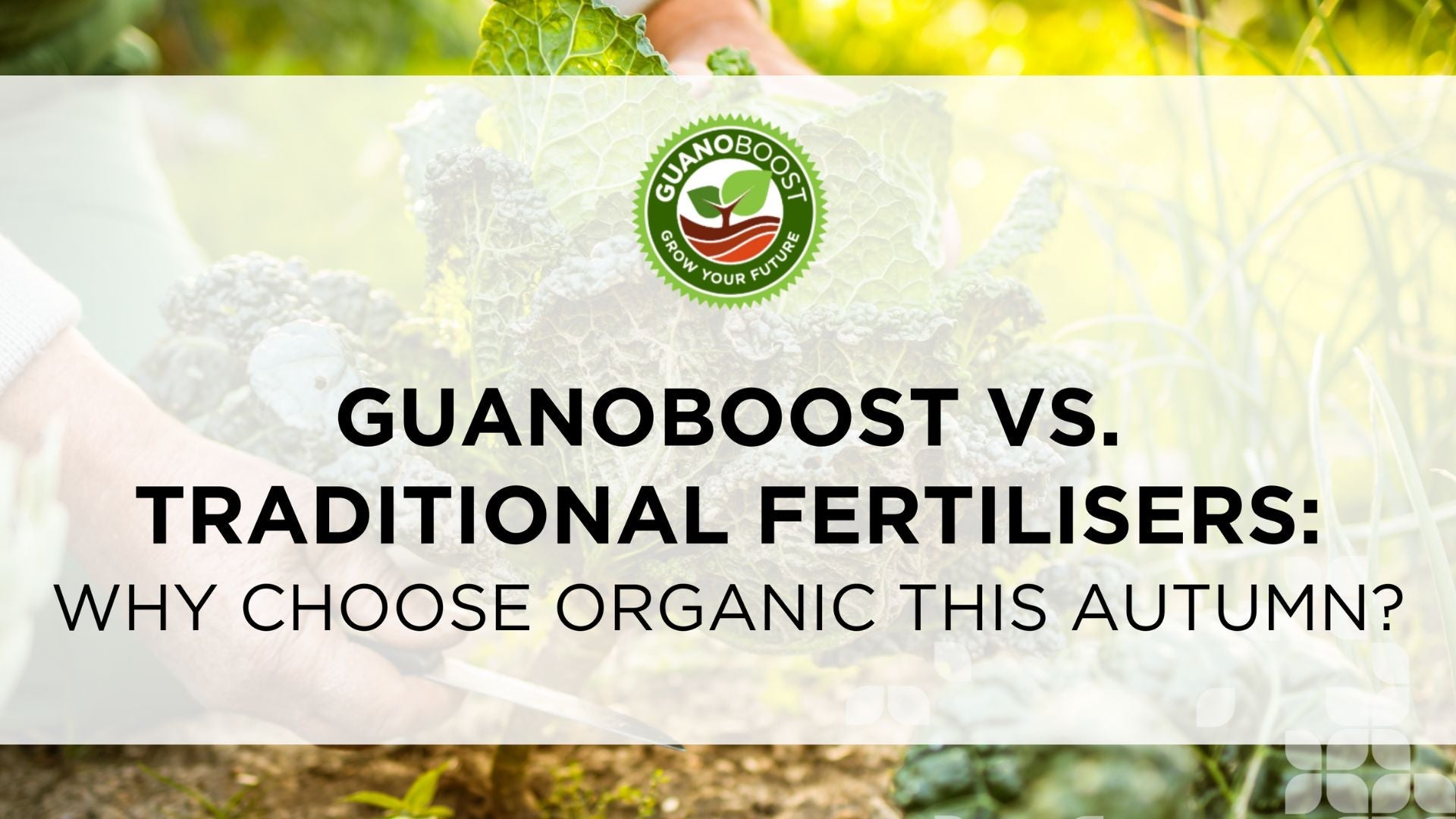 GuanoBoost vs. Traditional Fertilisers: Why Choose Organic This Autumn? - GuanoBoost