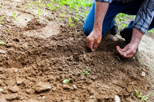 How to grow a winter vegetable garden - GuanoBoost