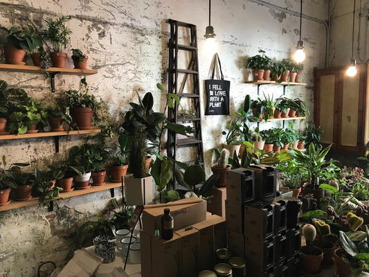 How to Take Care of Your Indoor Plants and Use GuanoBoost Liquid Plant Food for Indoor and Potted Plants. - GuanoBoost