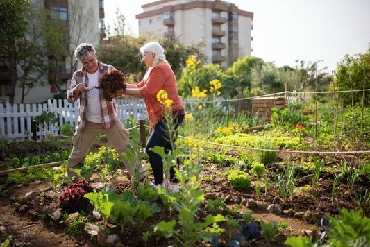 How to Use Guanoboost Organic Fertiliser in Your Vegetable Garden - GuanoBoost