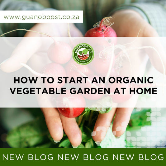 How to Start an Organic Vegetable Garden at Home: