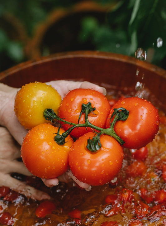 Top tricks for growing Tomatoes - GuanoBoost