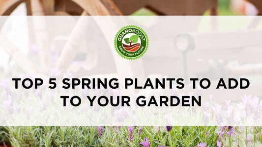 Top 5 Spring Plants to Add to Your Garden