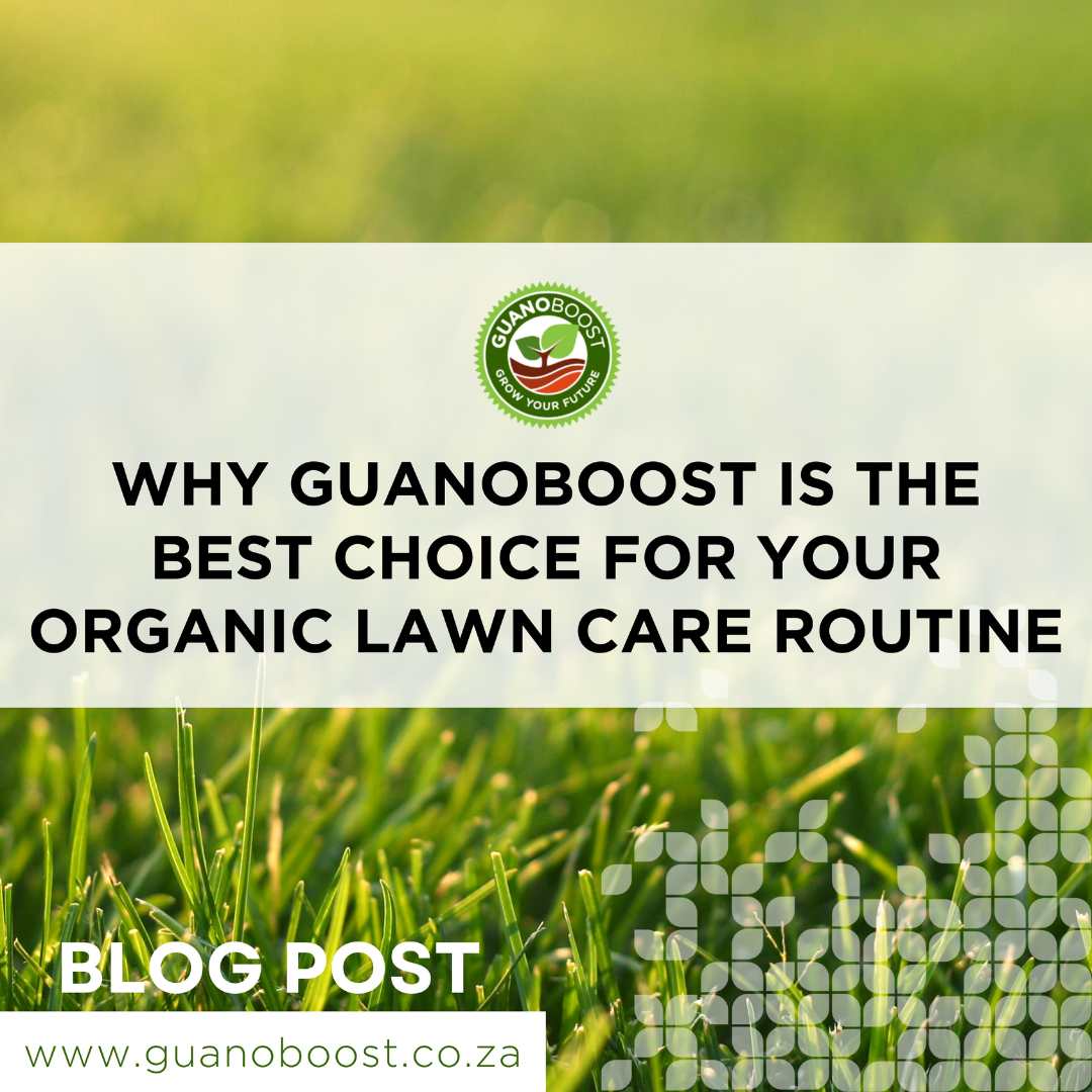 Why GuanoBoost Is The Best Choice For Your Organic Lawn Care Routine why-guanoboost-is-the-best-choice-for-your-organic-lawn-care-routine