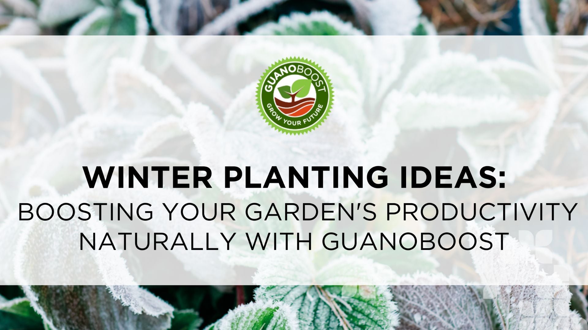 Winter Planting Ideas: Boosting Your Garden's Productivity Naturally with GuanoBoost