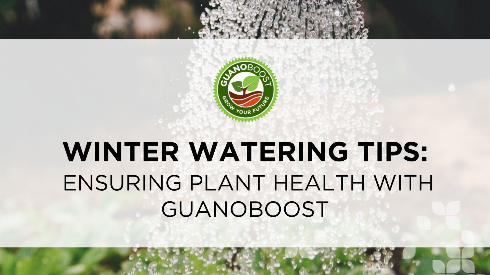Winter Watering Tips: Ensuring Plant Health with GuanoBoost