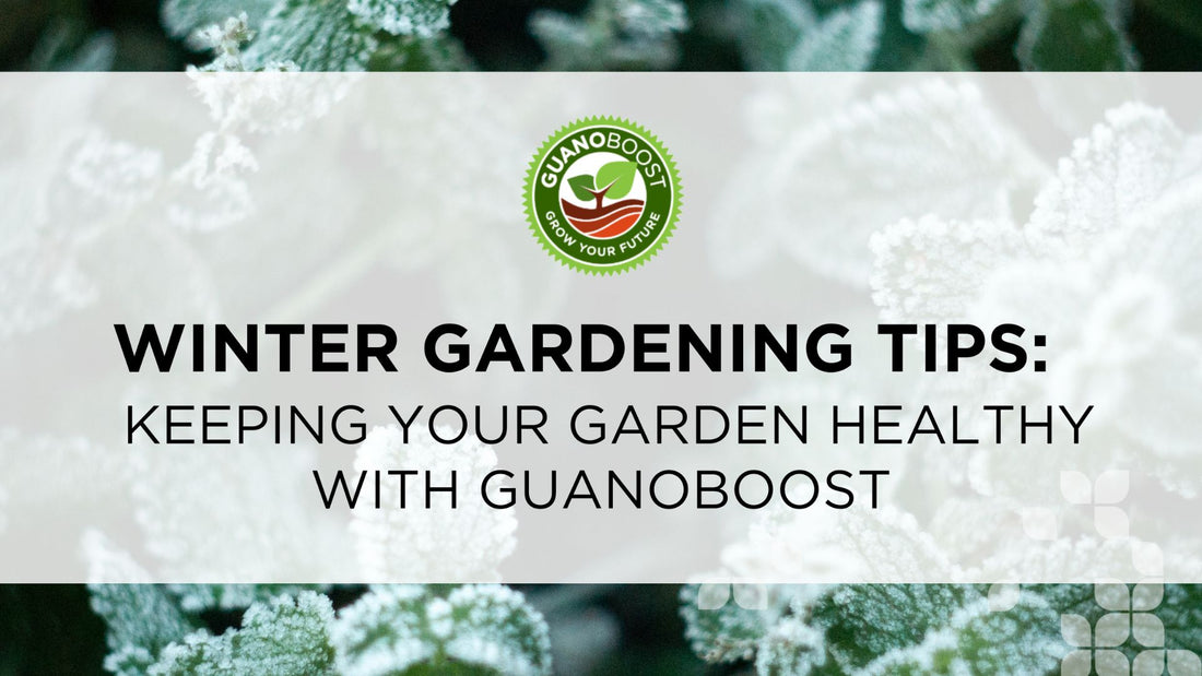 Winter Gardening Tips: Keeping Your Garden Healthy with GuanoBoost