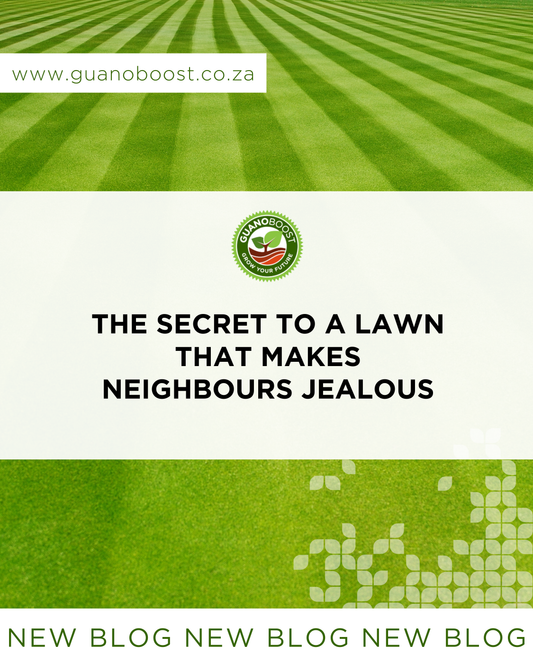 The Secret to a Lawn That Makes Neighbours Jealous
