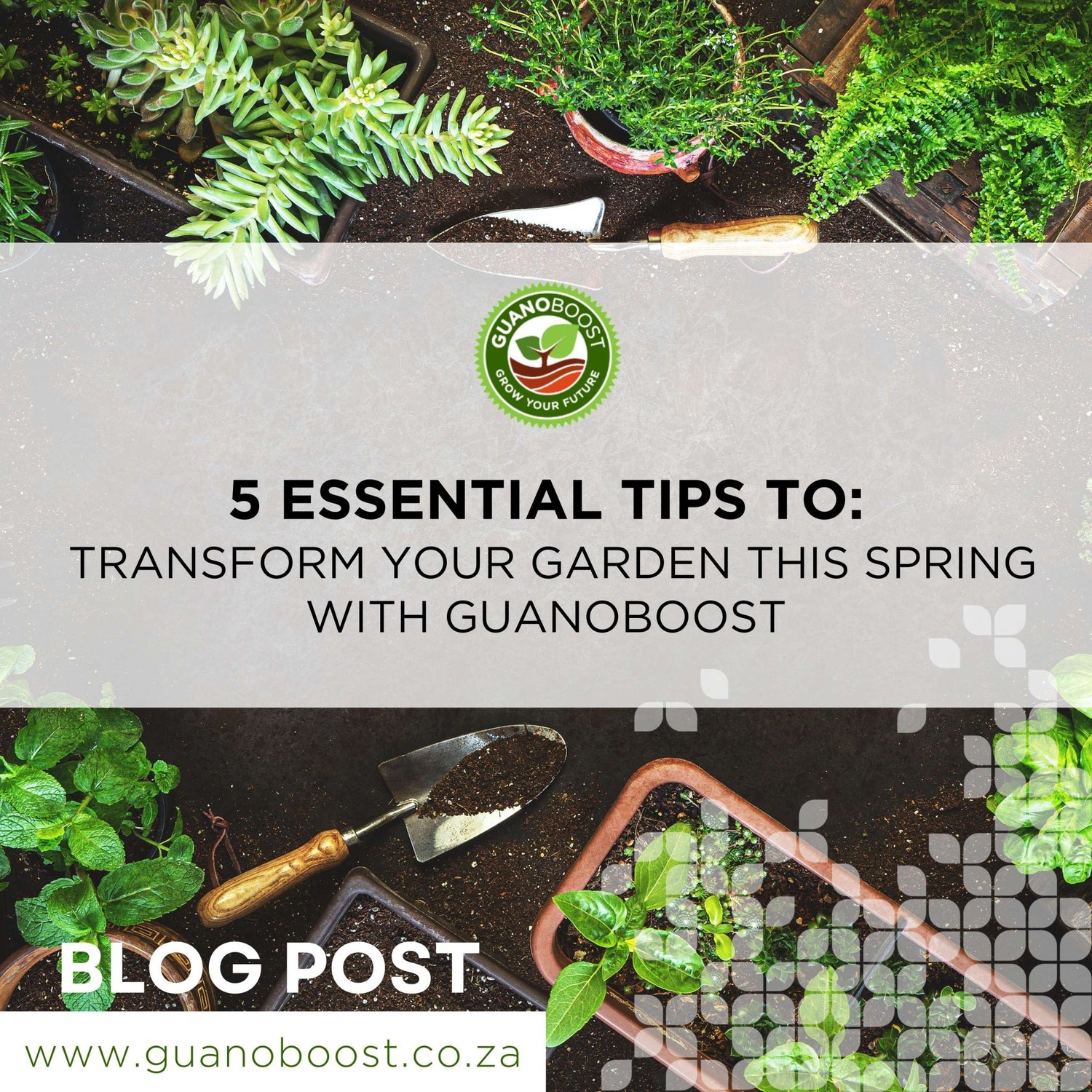 5 Essential Tips to Transform Your Garden this Spring with GuanoBoost - GuanoBoost