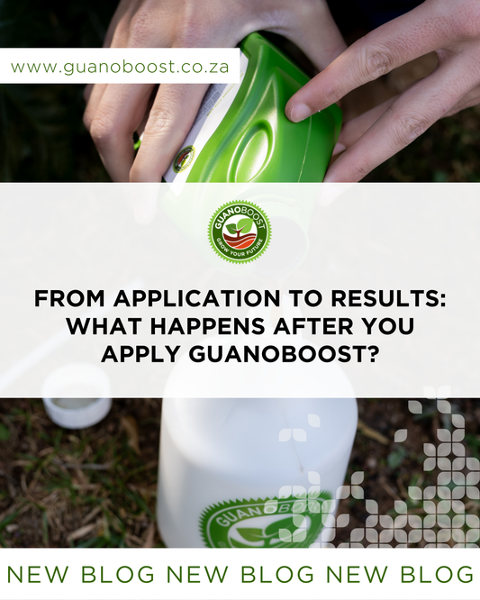 From Application to Results: What Happens After You Apply GuanoBoost?