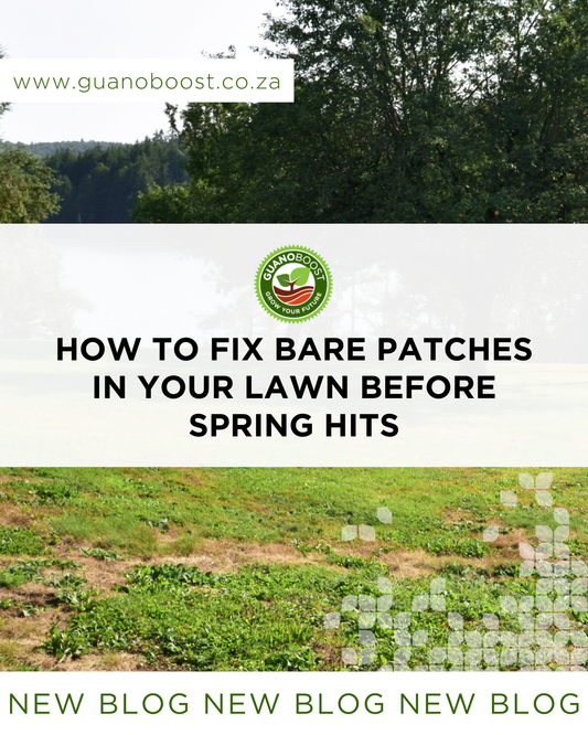 How to Fix Bare Patches in Your Lawn Before Spring Hits