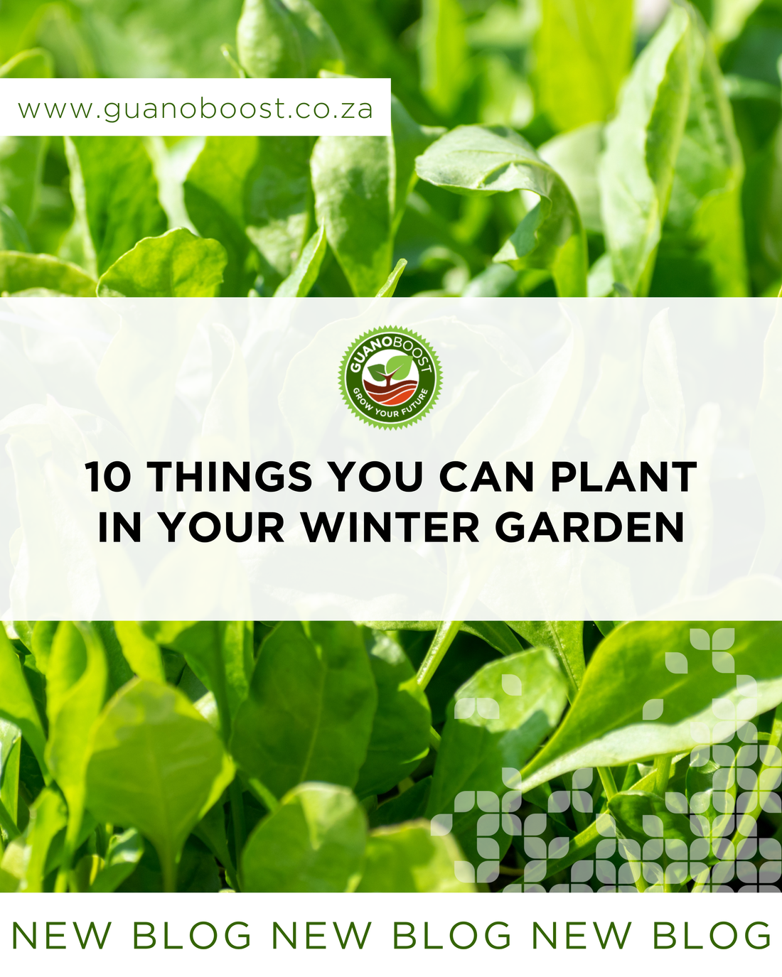 10 Things You Can Plant in Your Winter Garden
