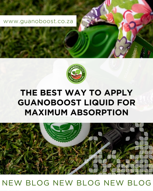 The Best Way to Apply GuanoBoost Liquid for Maximum Absorption