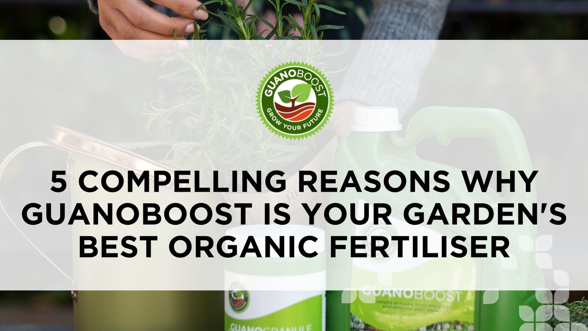 5 Compelling Reasons Why GuanoBoost is Your Garden's Best Organic Fertiliser