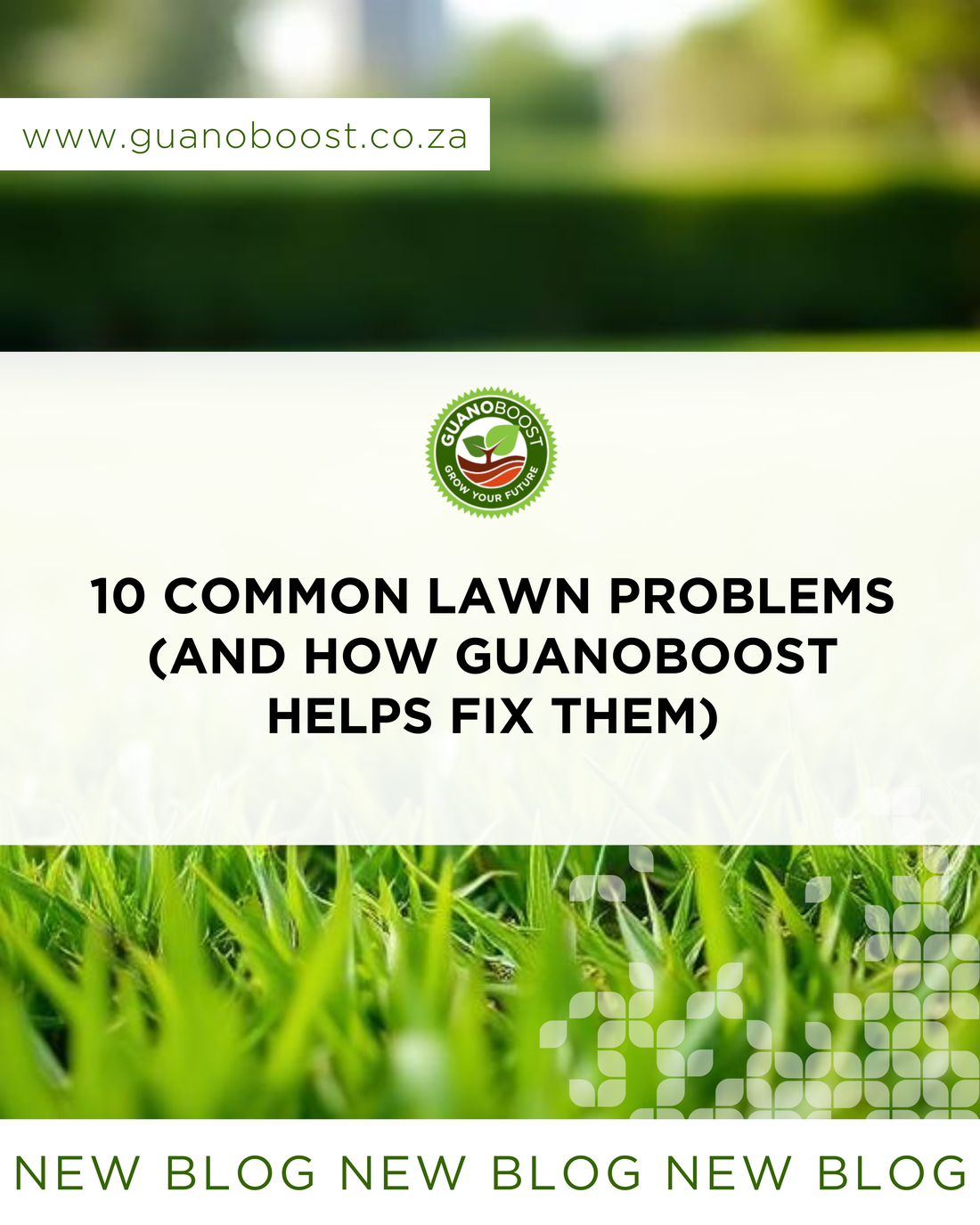 10 Common Lawn Problems (and How GuanoBoost Helps Fix Them)