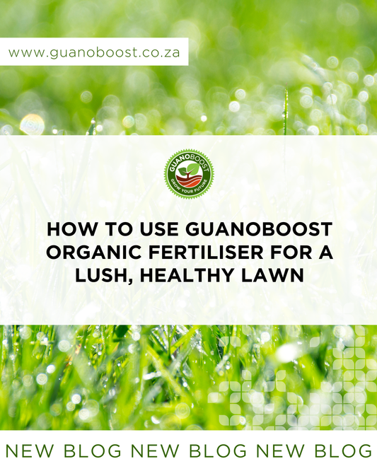 How to Use GuanoBoost Organic Fertiliser for a Lush, Healthy Lawn