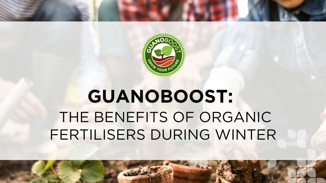 GuanoBoost: The Benefits of Organic Fertilisers During Winter