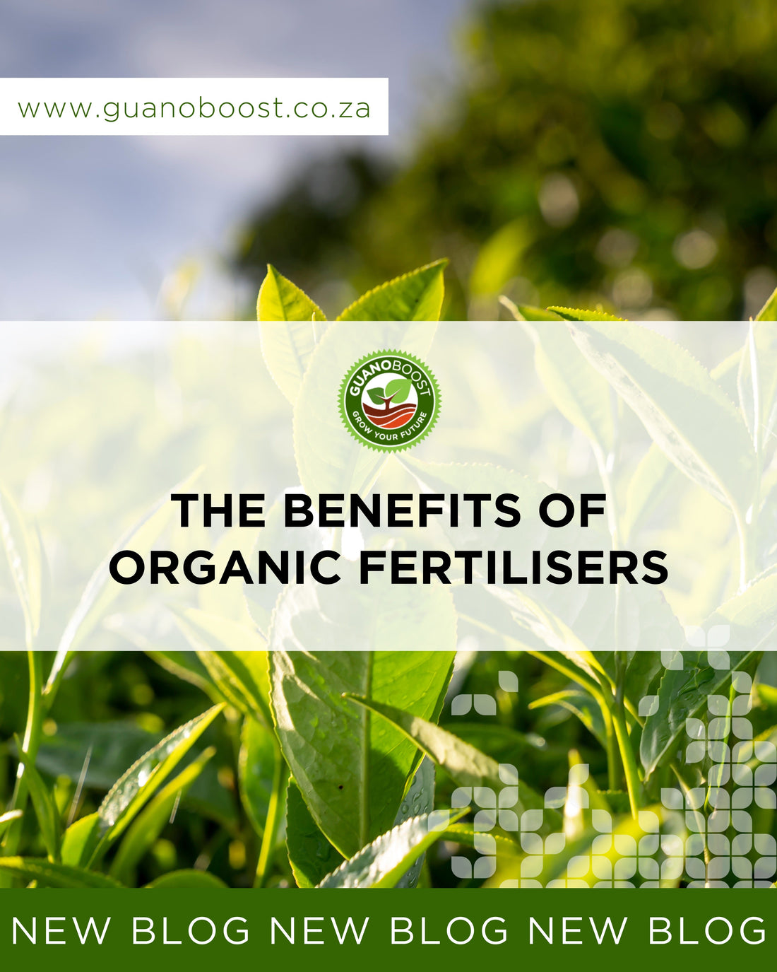 The Benefits of Organic Fertilisers: Safer, Environmentally Friendly and Essential for Sustainable Growth