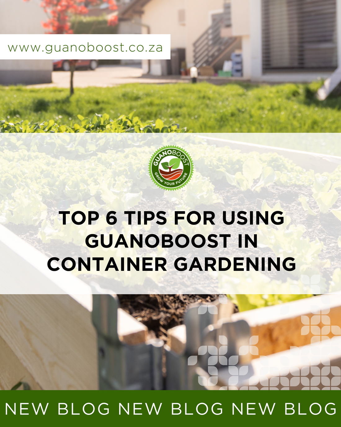 Top 6 Tips for Using GuanoBoost in Container Gardening