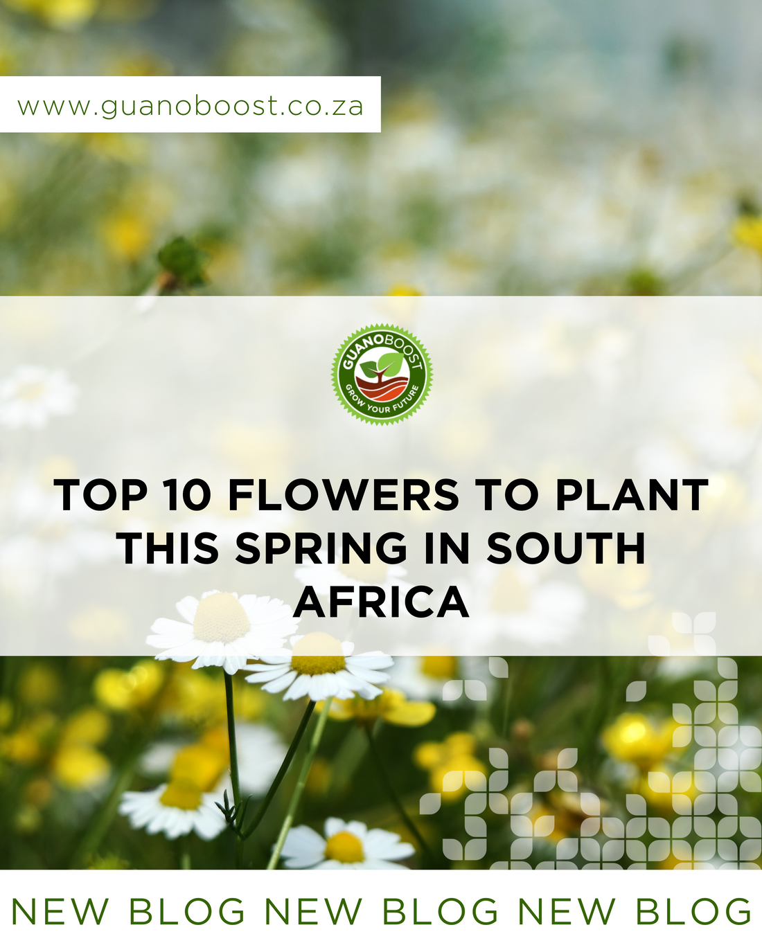 Top 10 Flowers to Plant This Spring in South Africa
