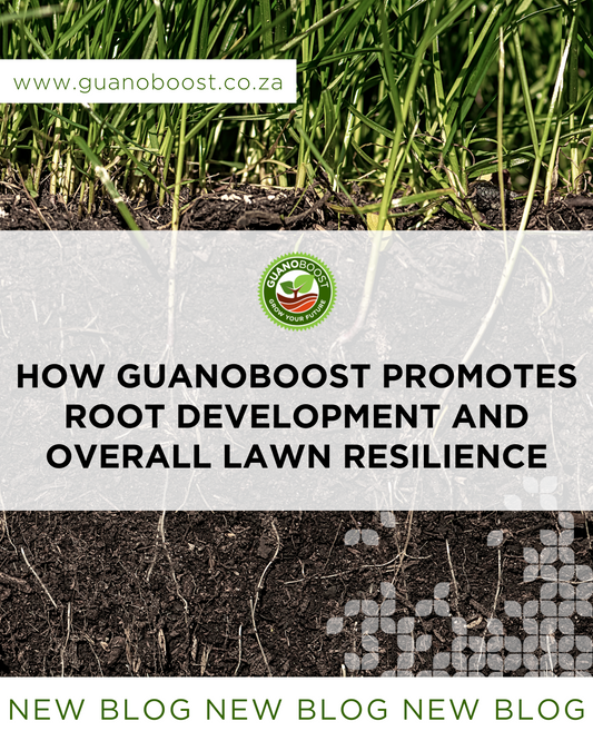 How GuanoBoost Promotes Root Development and Overall Lawn Resilience