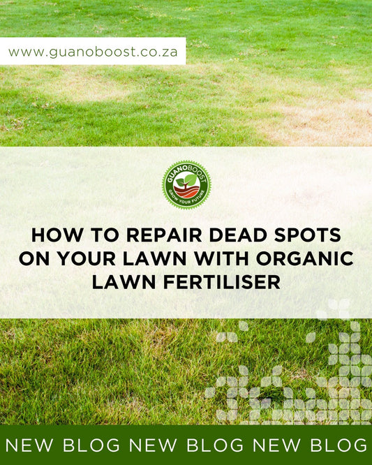 How to Repair Dead Spots on Your Lawn with Organic Lawn Fertiliser