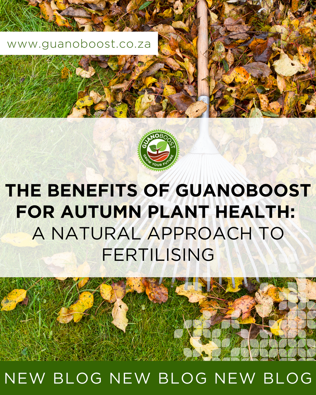 The Benefits of GuanoBoost for Autumn Plant Health: A Natural Approach to Fertilising