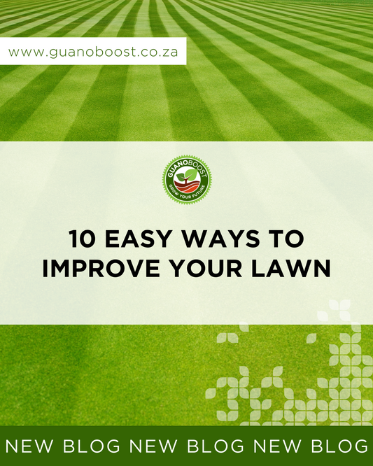 10 Easy Ways to Improve Your Lawn