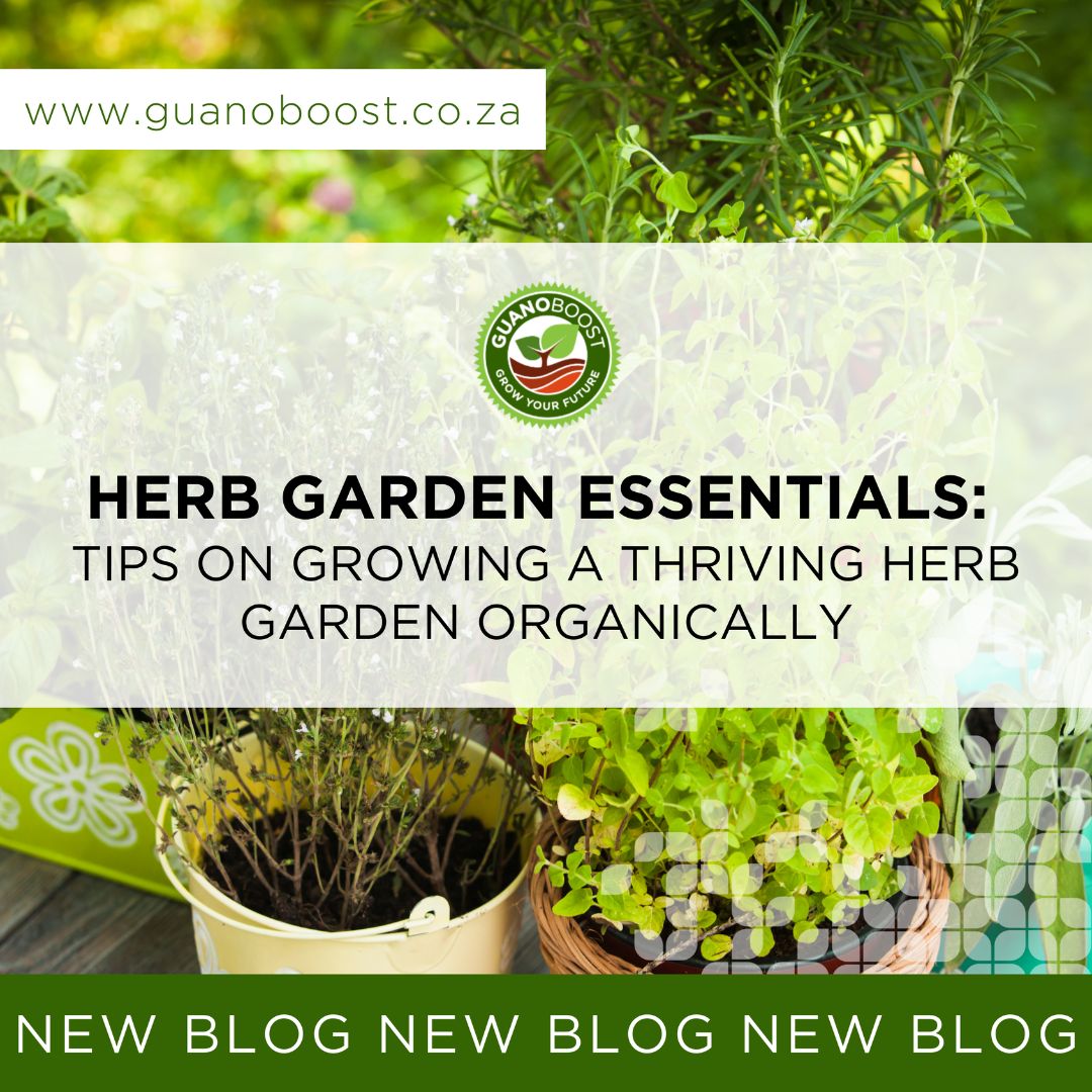 Herb Garden Essentials: Tips on Growing a Thriving Herb Garden Organically