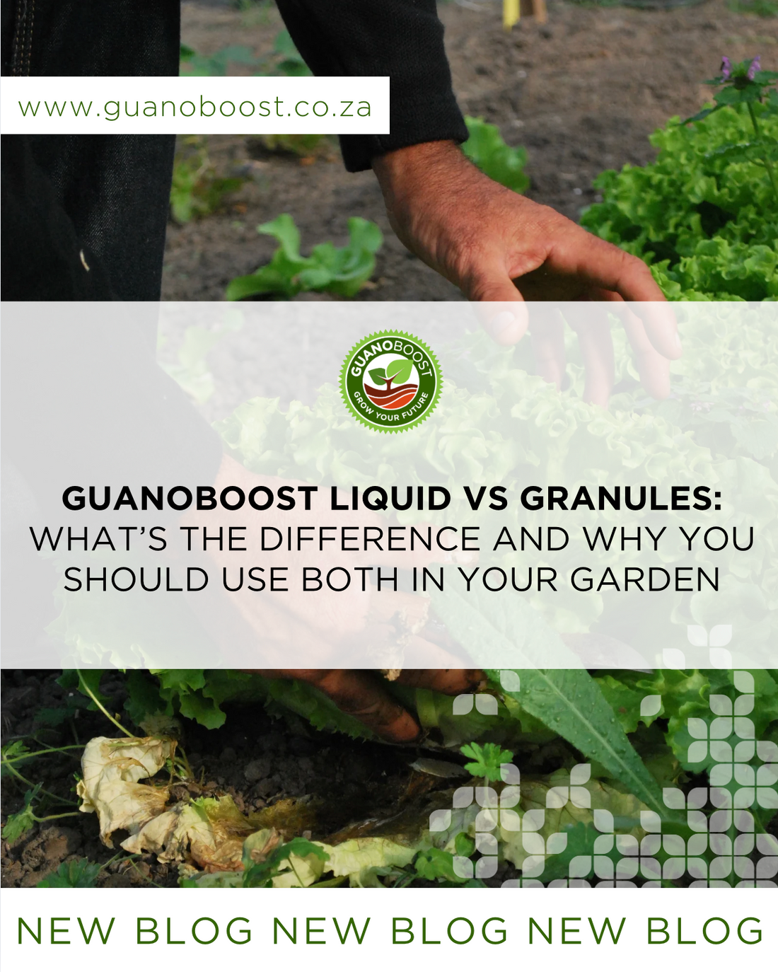 GuanoBoost Liquid vs Granules: What's the Difference and Why You Should Use Both in Your Garden