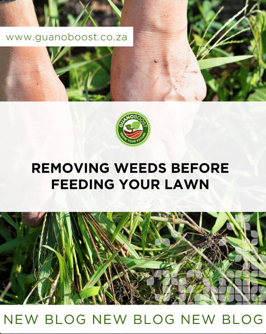 Removing Weeds Before Feeding Your Lawn