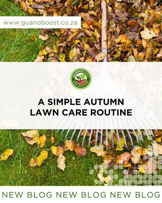 A Simple Autumn Lawn Care Routine