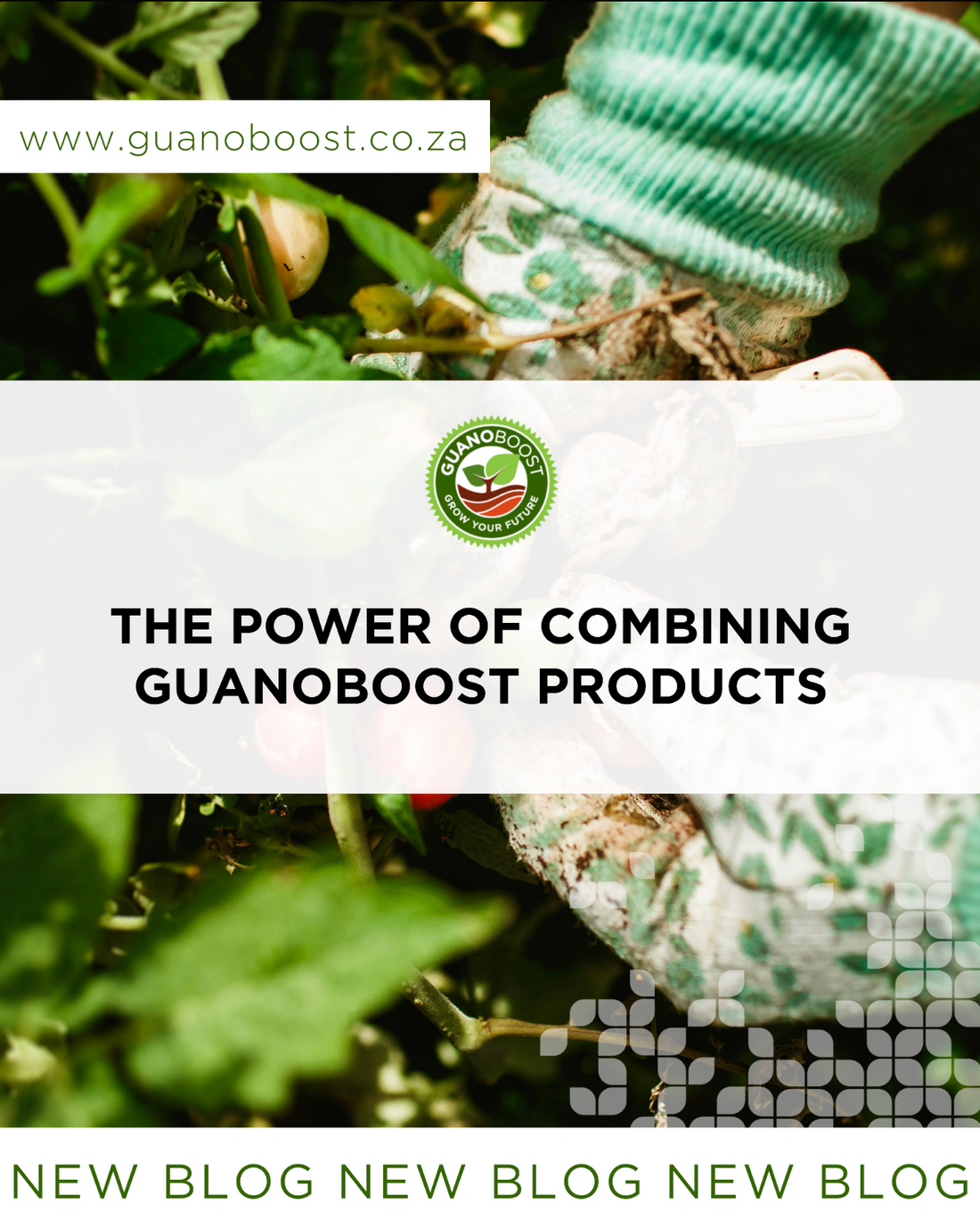 The Power of Combining GuanoBoost Products