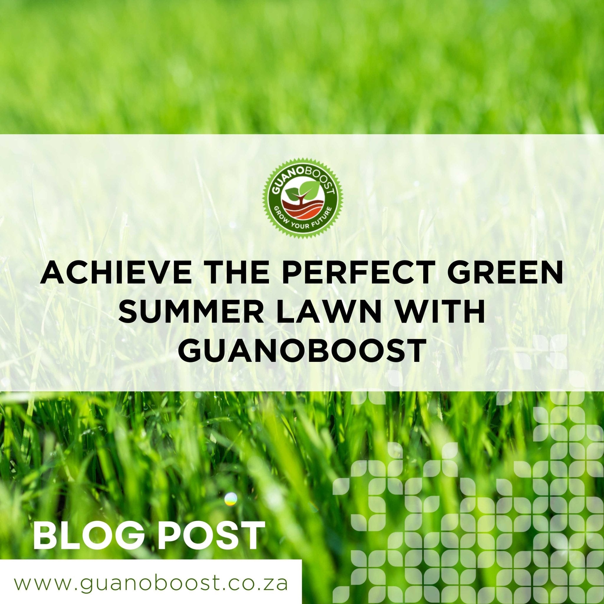 Achieve the Perfect Green Summer Lawn with GuanoBoost - GuanoBoost