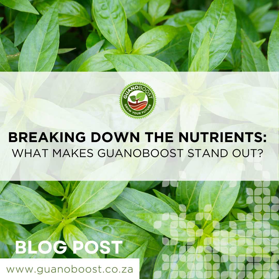 Breaking Down the Nutrients: What Makes GuanoBoost Stand Out? - GuanoBoost